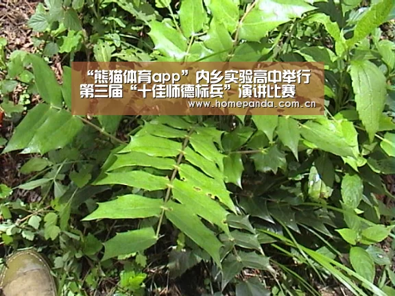 实时比分